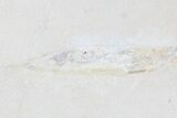Fossil Squid With Soft-Bodied Preservation (Pos/Neg) #77838-6